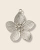 Hibiscus silver charm